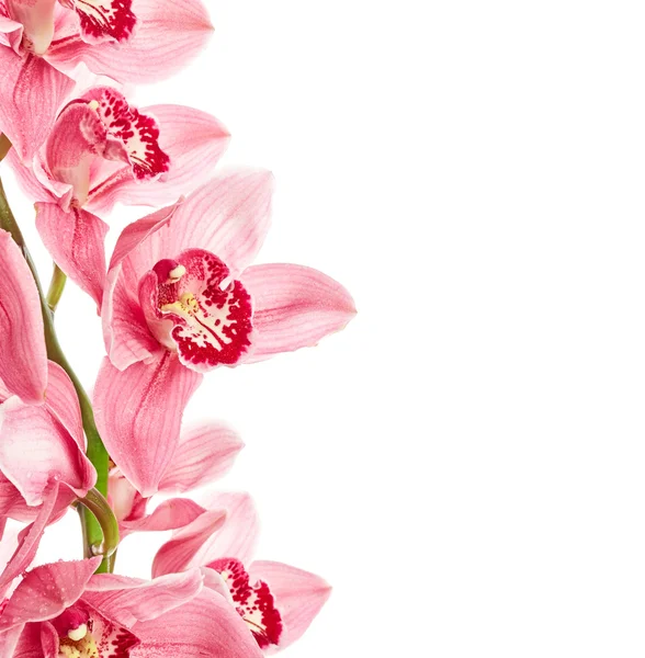 Fleurs d'orchidée avec des gouttes d'eau — Photo