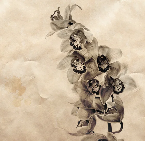 Sfondo vintage con fiori di orchidea — Foto Stock