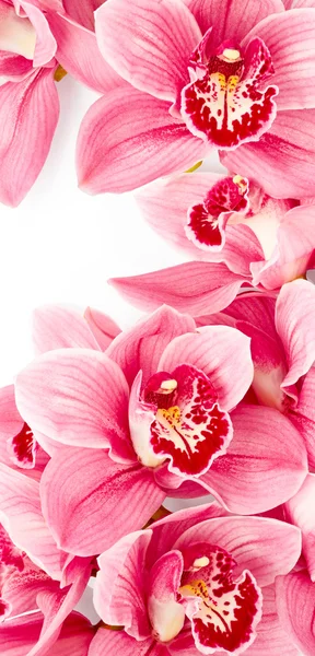 Rosa Orchideenblüten — Stockfoto