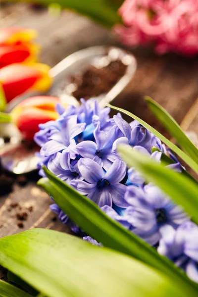 Los jacintos se acercan. Jardinería — Foto de Stock