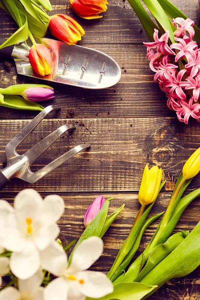 Tulips, crocuses and hyacinths with gardening tools — Stock Photo, Image