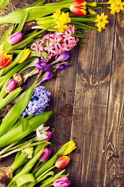 Tulipas, narcisos, crocos e jacintos — Fotografia de Stock