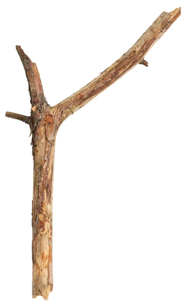 Tree stick on white — Stock Photo, Image