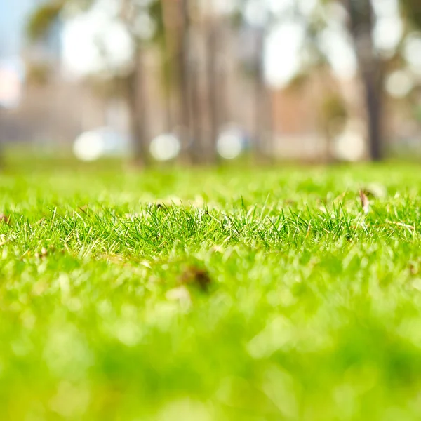 Schönes grünes Gras — Stockfoto