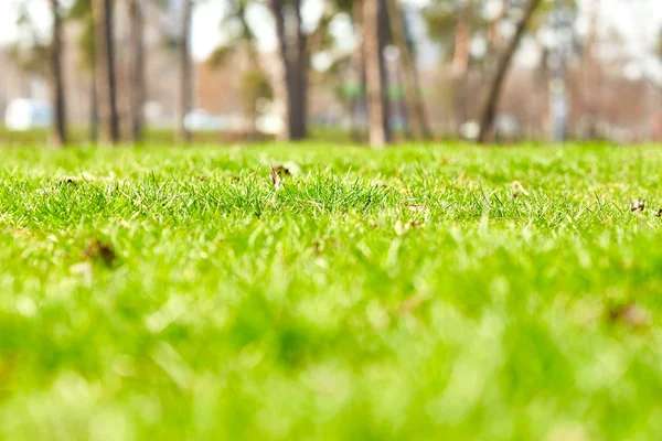 美しい緑の芝生 — ストック写真