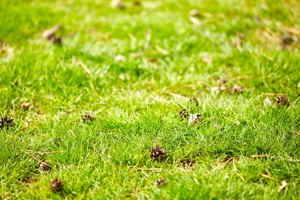 Grünes Gras und Tannenzapfen — Stockfoto