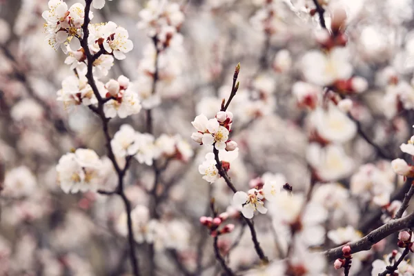 Árvore da flor da primavera — Fotografia de Stock