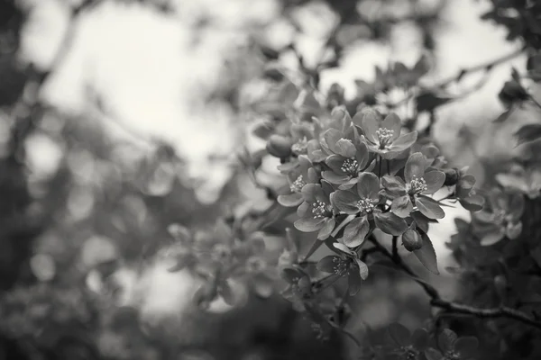 Spring blossom. Monochrome photo — Stock Photo, Image