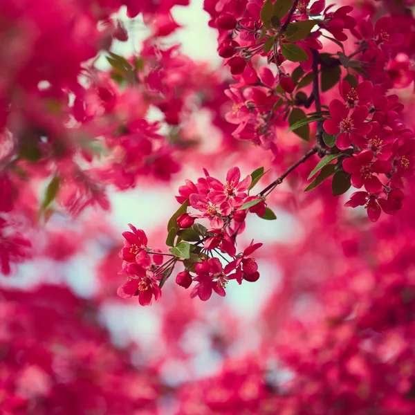 Flor de cereja. Lindas flores — Fotografia de Stock