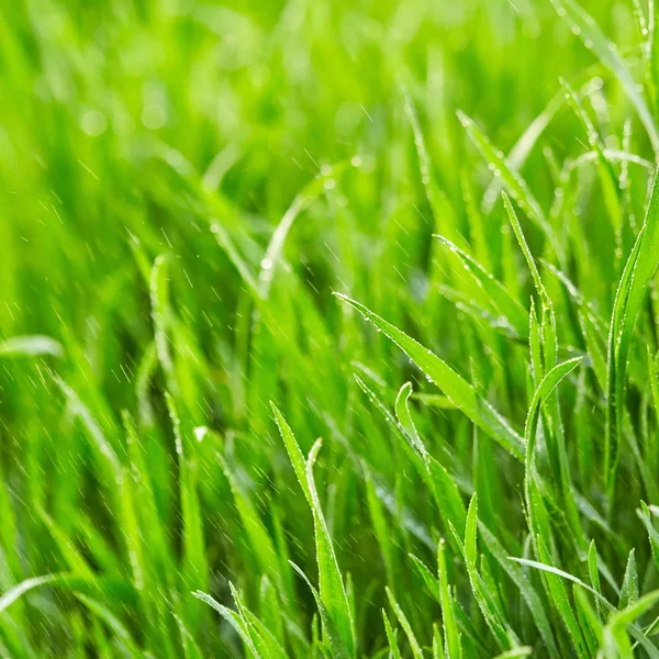 Grünes Gras mit Wassertropfen — Stockfoto