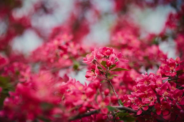 Wiosenne kwiaty różowe z bliska — Zdjęcie stockowe