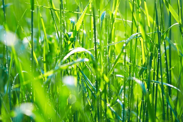 緑の草に水を垂らし — ストック写真