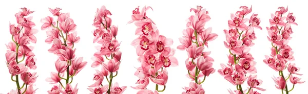 stock image Pink orchid flowers