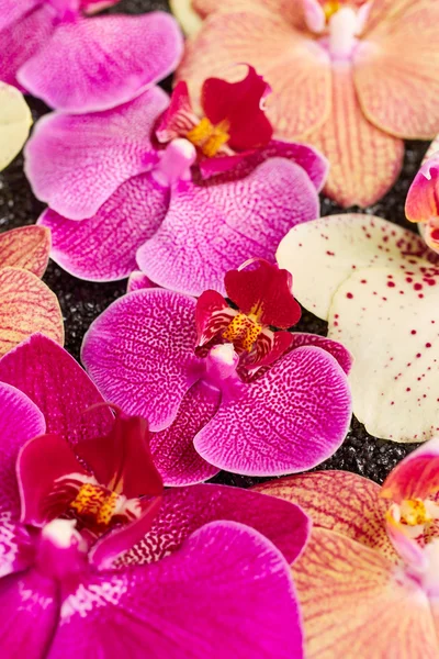 Lila orchidea virágok — Stock Fotó
