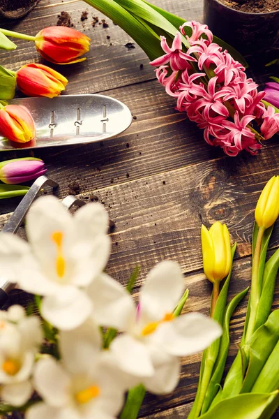 Tulipanes, jacintos y azafrán — Foto de Stock