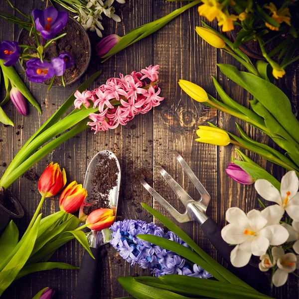 Flores de primavera y herramientas de jardinería — Foto de Stock