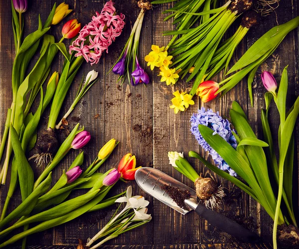 Tulipanes, narcisos, azafrán y jacintos — Foto de Stock