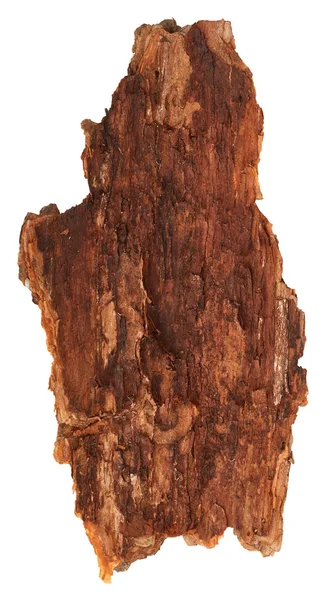 Bark tree on white — Stock Photo, Image