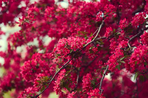 Wiosna blossom. Piękne kwiaty — Zdjęcie stockowe