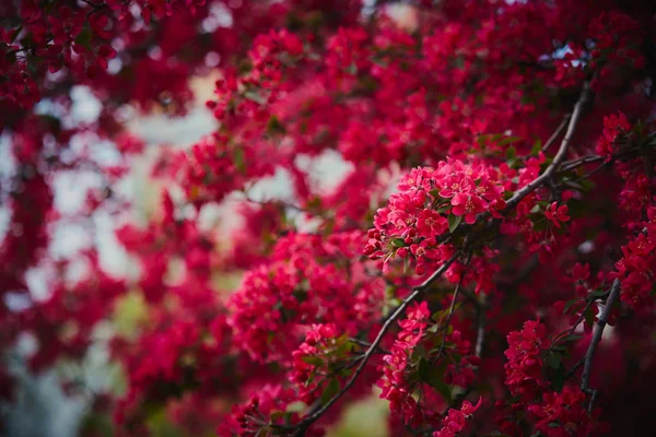 Frühjahrsblühender Baum — Stockfoto