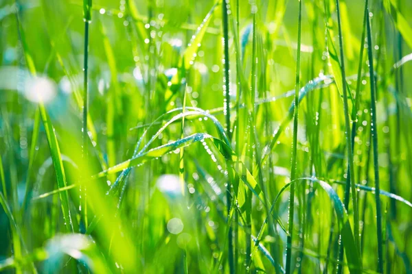 Grama verde com gotas de água — Fotografia de Stock