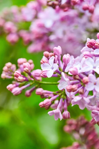 Beautiful lilac flowers — Stock Photo, Image