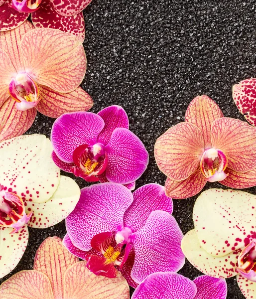 Beautiful pink orchid flowers — Stock Photo, Image