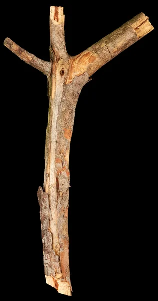 Tree wooden stick — Stock Photo, Image