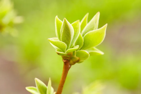 첫 번째 녹색 봄 싹 — 스톡 사진