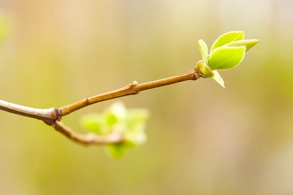 Primeiros botões de primavera verdes — Fotografia de Stock