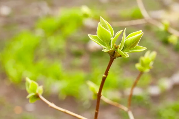 Primeros brotes verdes de primavera — Foto de Stock