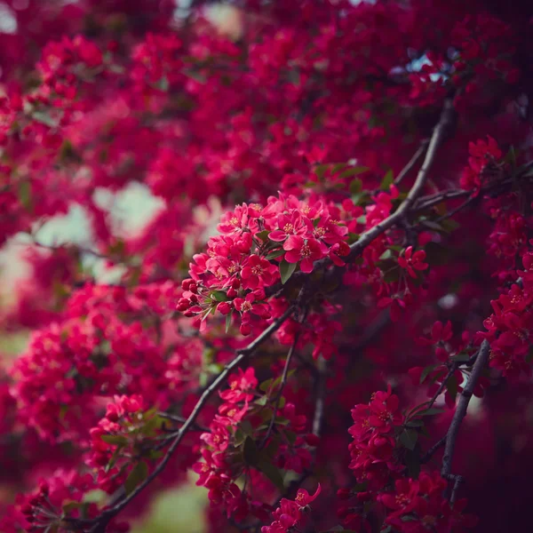 Весеннее цветущее дерево — стоковое фото