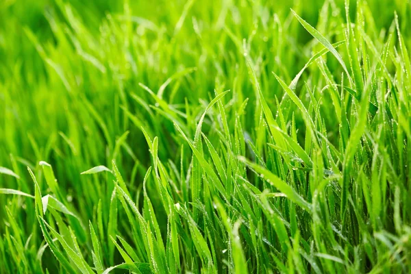 Zelená tráva s kapkami vody — Stock fotografie