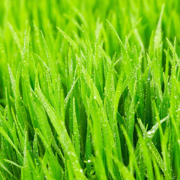 Hierba verde con gotas de agua —  Fotos de Stock