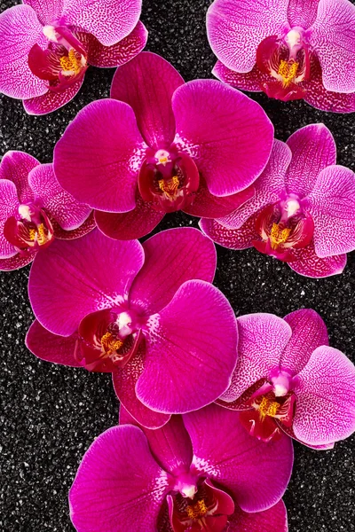 紫色兰花花 — 图库照片