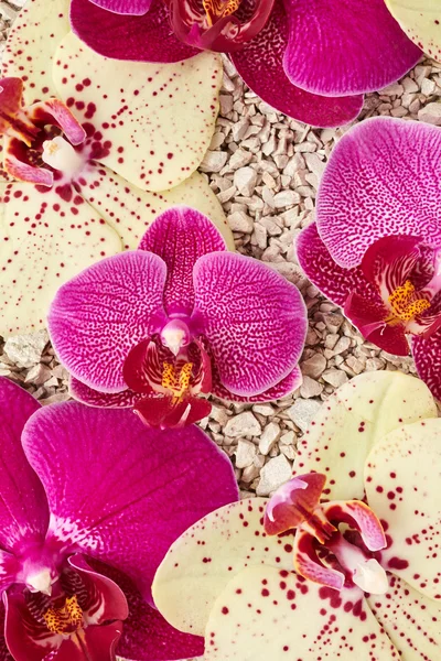Eautiful orchidea virágok a kövek — Stock Fotó
