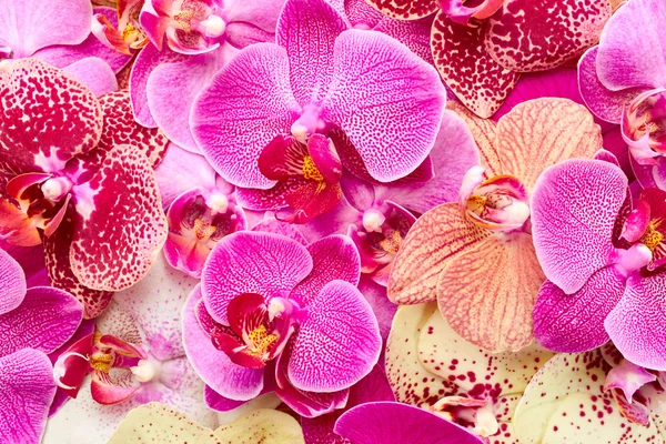 Gyönyörű orchidea virágok a kövek — Stock Fotó