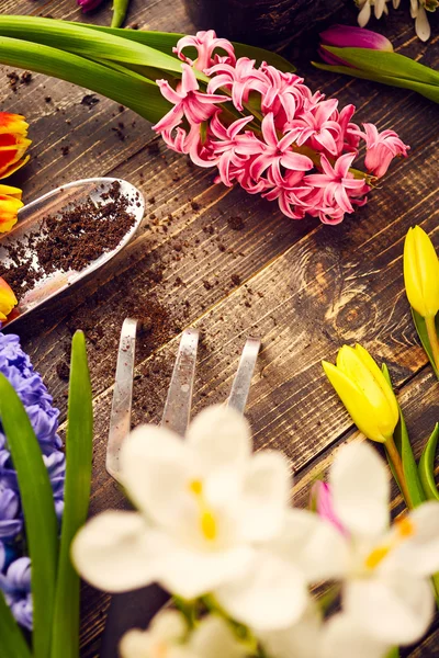 Spring flowers and gardening tools — Stock Photo, Image