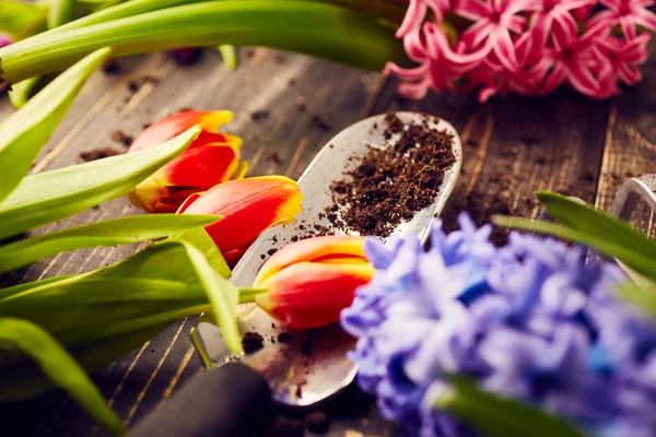 Hermosas flores con herramientas de jardinería — Foto de Stock