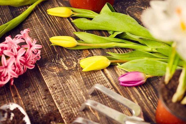 Beautiful flowers with gardening tools — Stock Photo, Image