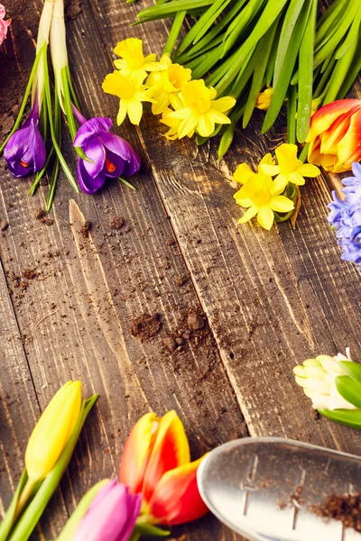 Spring flowers with gardening scoop — Stock Photo, Image