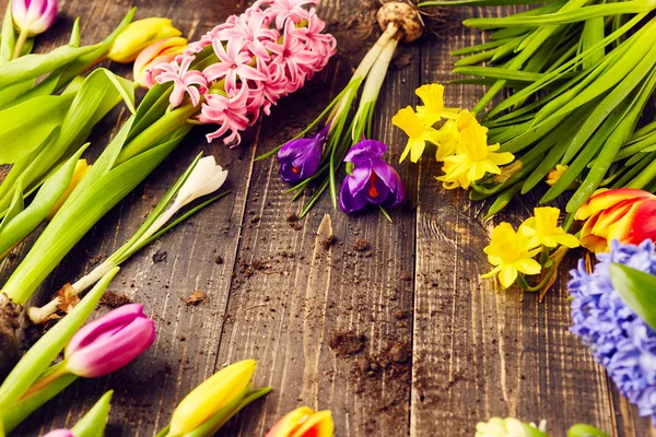 Lindas flores de primavera — Fotografia de Stock