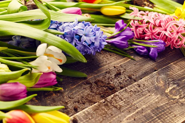 Beautiful spring flowers — Stock Photo, Image