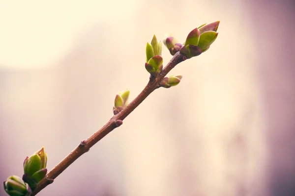 First green spring buds — Stock Photo, Image