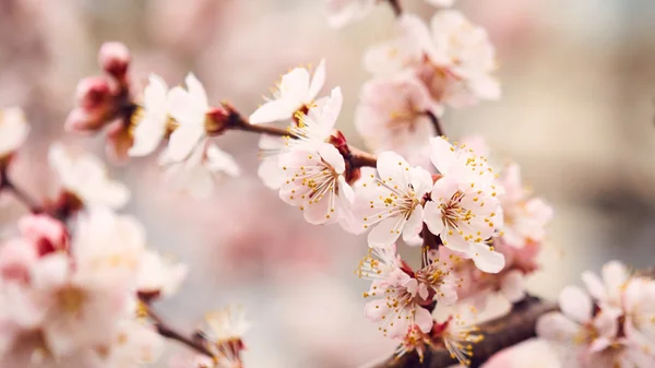 Árvore florescente — Fotografia de Stock