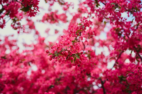 Spring pink blooming tree — Stock Photo, Image