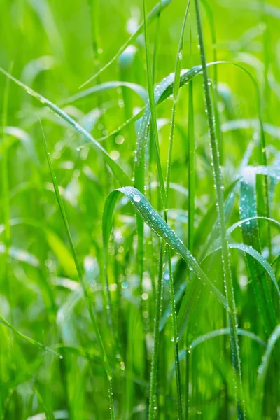Hierba verde con gotas de agua —  Fotos de Stock