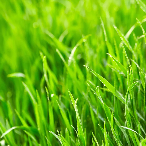 水滴のある緑の草 — ストック写真