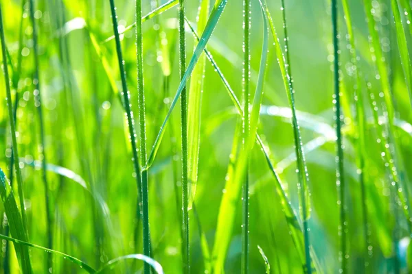 水滴のある緑の草 — ストック写真