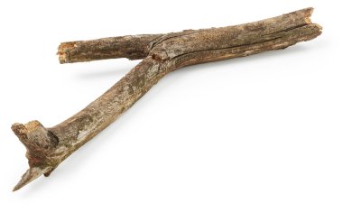 Ağaç dalı izole 